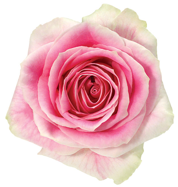 Rose Bi-Color Pink Rosita Vendela