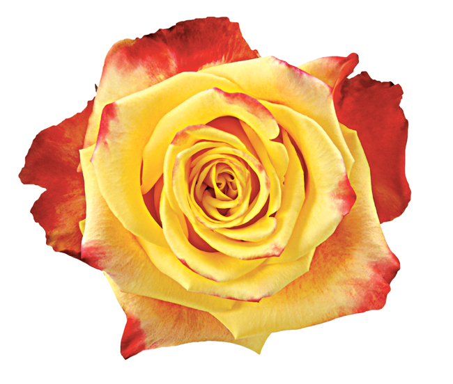 Rose Bi-Color Yellow Salambo