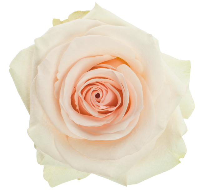 Rose Cream White Wedding