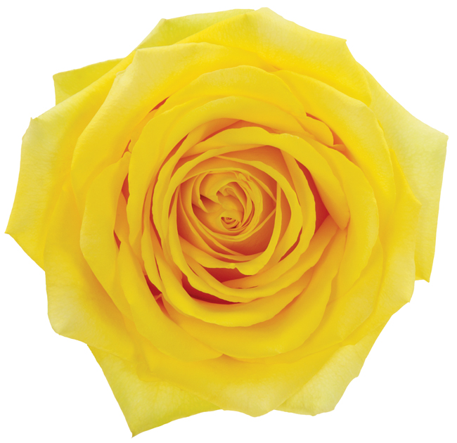 Rose Yellow High And Exotic