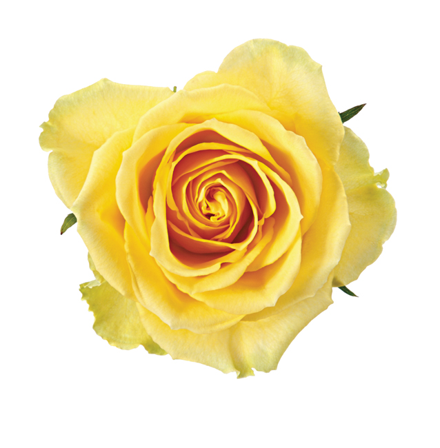 Rose Yellow Idol