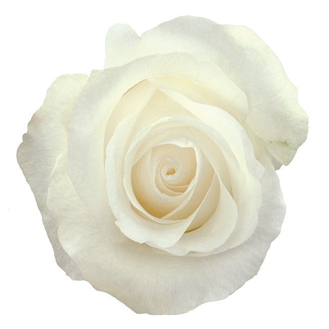 Rose White Akito