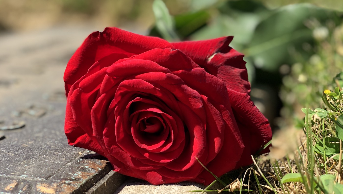 Memorial Day Flowers 2019