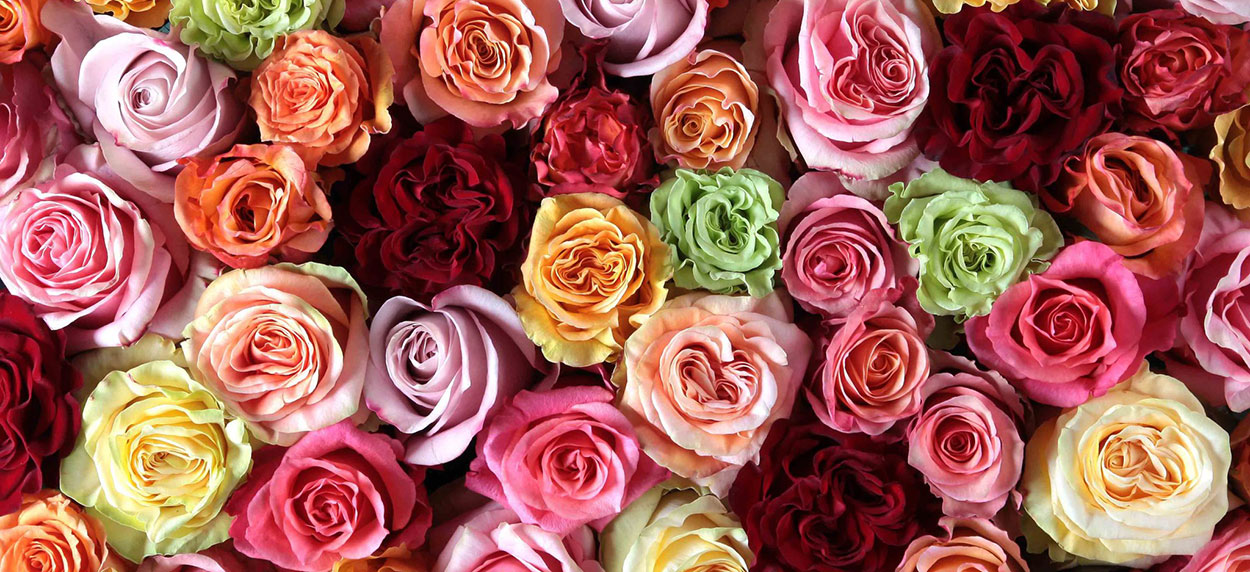 Part 1: A Four Part Series Introducing New Ecuadorian Rose Farms