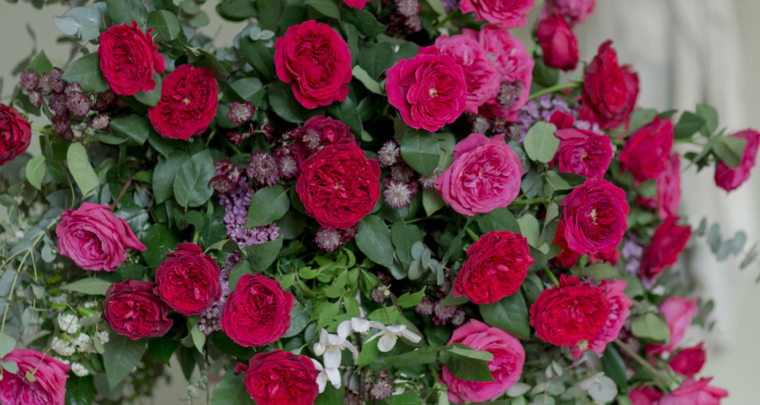 David Austin Trend Alert – Red & Pink Roses