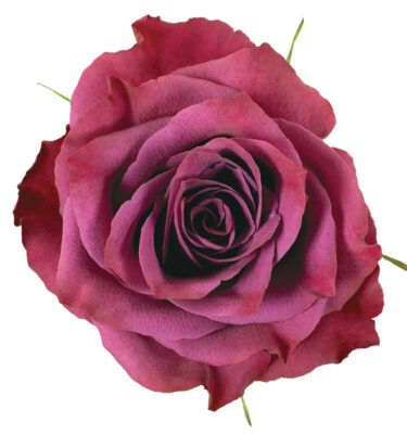 Rose Purple Ascot