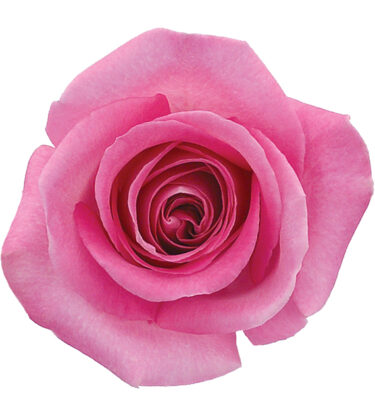 Rose Medium Pink Attache
