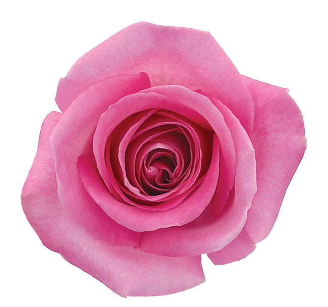 Rose Medium Pink Attache