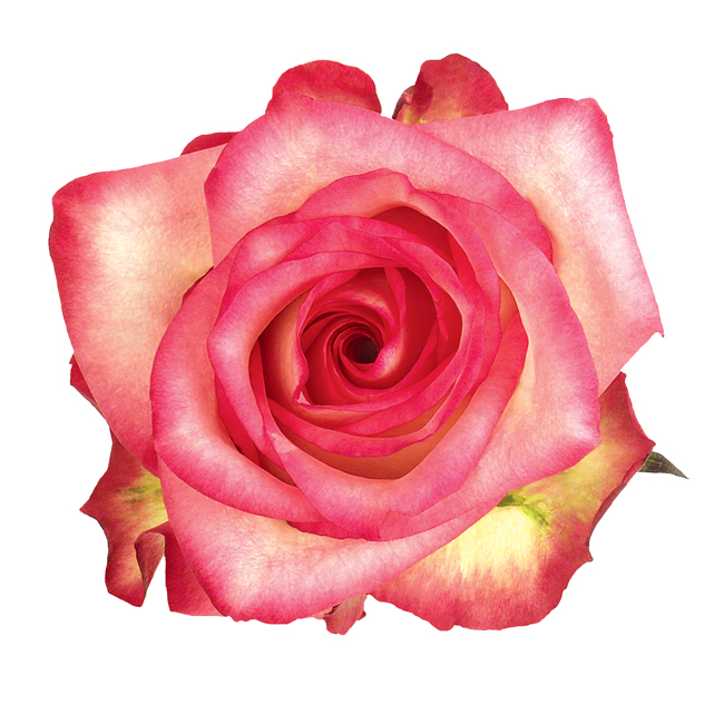 Rose Medium Pink Blush