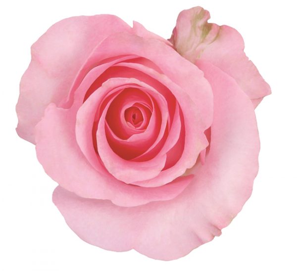 Rose Light Pink Blushing Akito