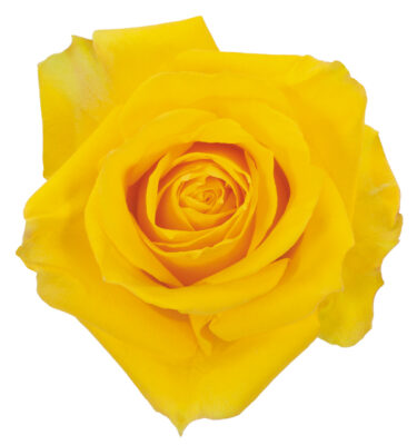 Rose Yellow Canary