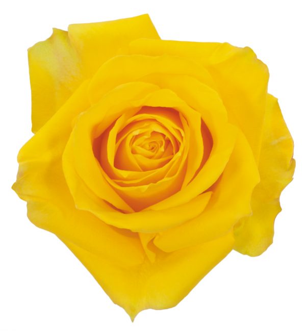 Rose Yellow Canary