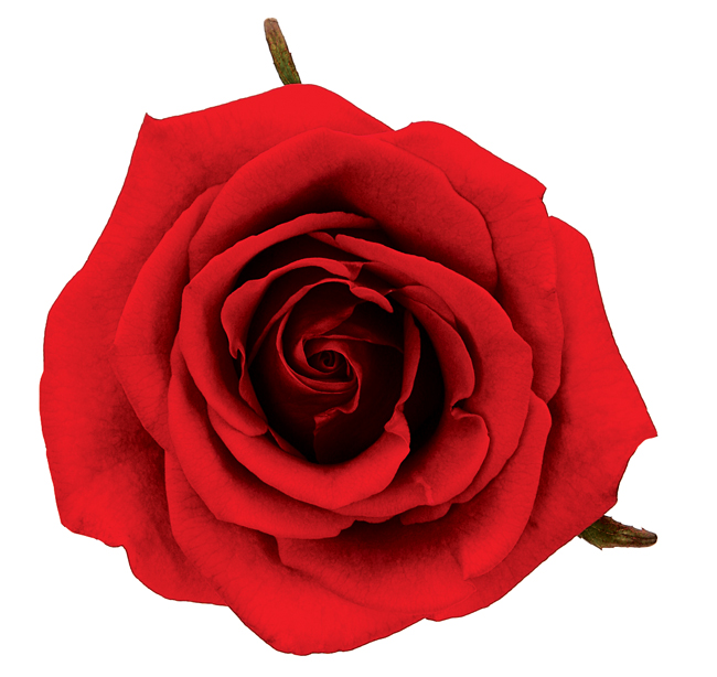 Rose Red Cherry Love