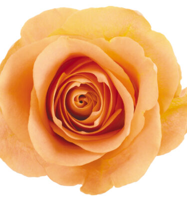 Rose Peach Cuenca