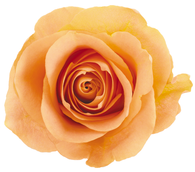 Rose Peach Cuenca
