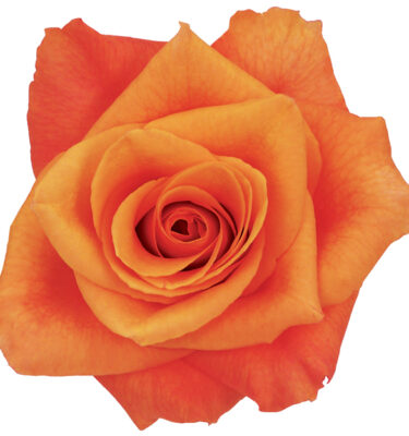 Rose Orange Milva