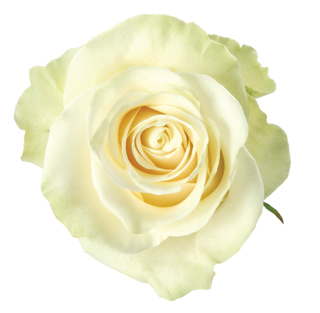 Rose White Mondial – DVFlora®