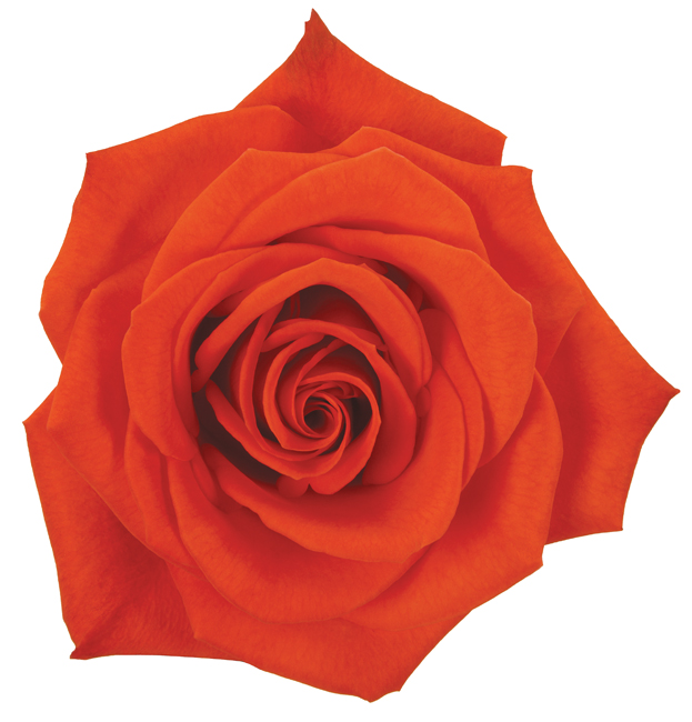 Rose Orange Santana