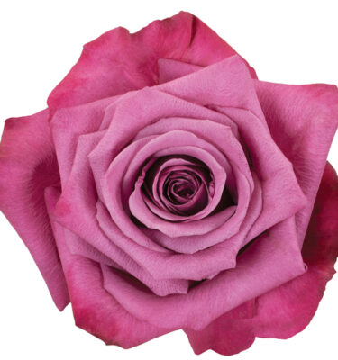 Rose Purple Shogun