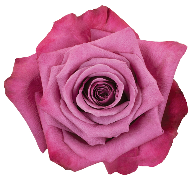 Rose Purple Shogun