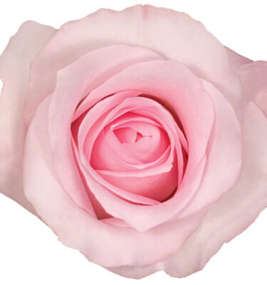 Rose Light Pink Sweet Akito