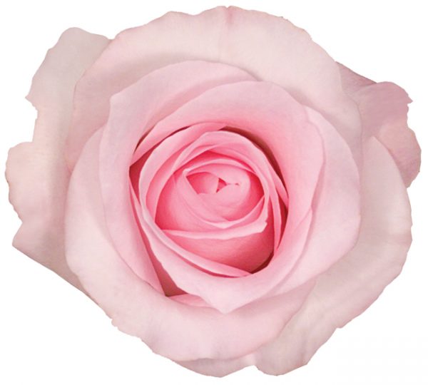 Rose Light Pink Sweet Akito