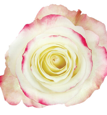 Rose Bi-Color White Sweeetness