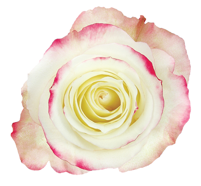 Rose Bi-Color White Sweeetness