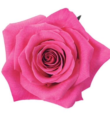 Rose Hot Pink Taiga