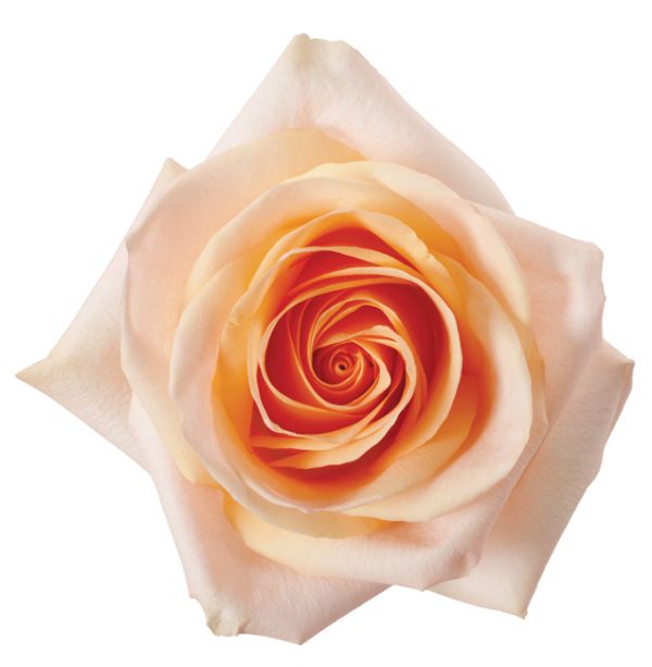 Rose Peach Tiffany