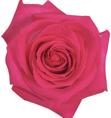 Rose Bi-Color Pink Verdi