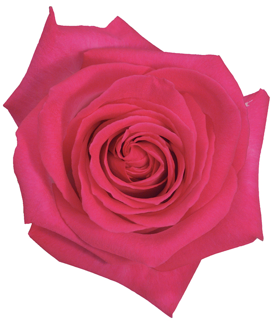 Rose Bi-Color Pink Verdi
