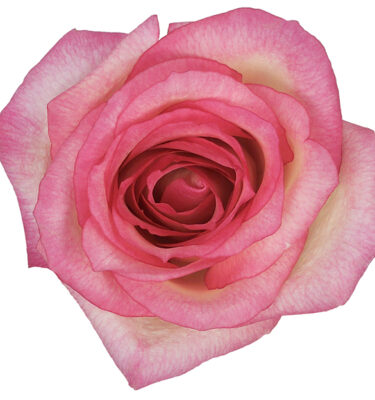 Rose Bi-Color Cream Queen Amazon