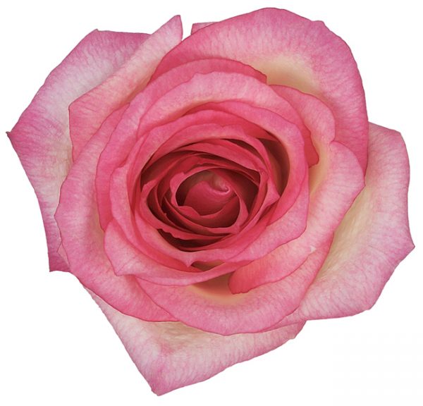 Rose Bi-Color Cream Queen Amazon