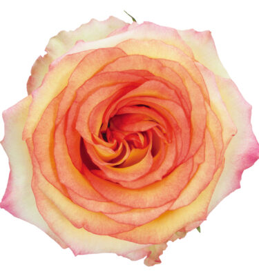 Rose Bi-Color Peach Royal Ambiance