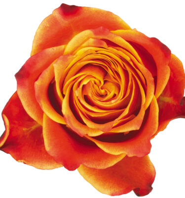 Rose Bi-Color Orange Atomic