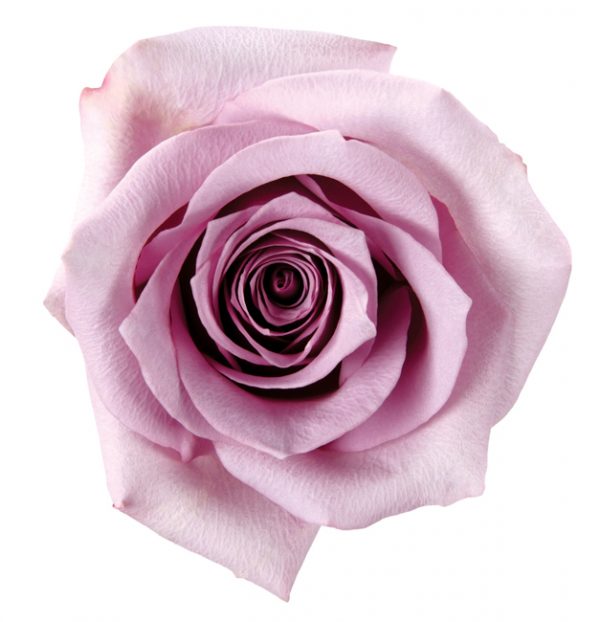 Rose Lavender Avant Garde