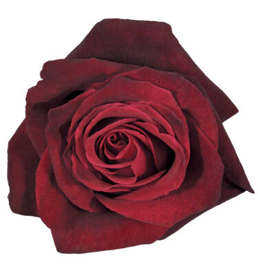 Rose Red Black Baccara