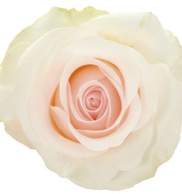 Rose White Bridale Akito
