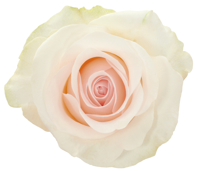 Rose White Bridale Akito