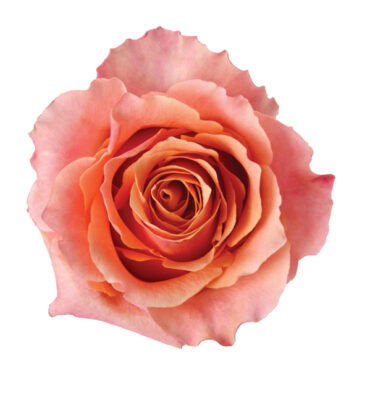 Rose Bi-Color Peach Carpe Diem