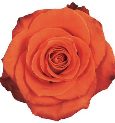 Rose Orange Cartagena