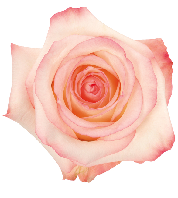 Rose Bi-Color Cream Cest La Vie