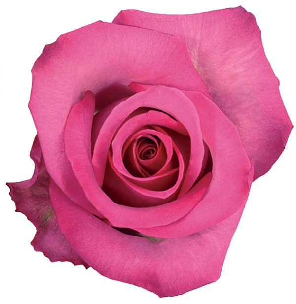 Rose Purple Purple Cezanne