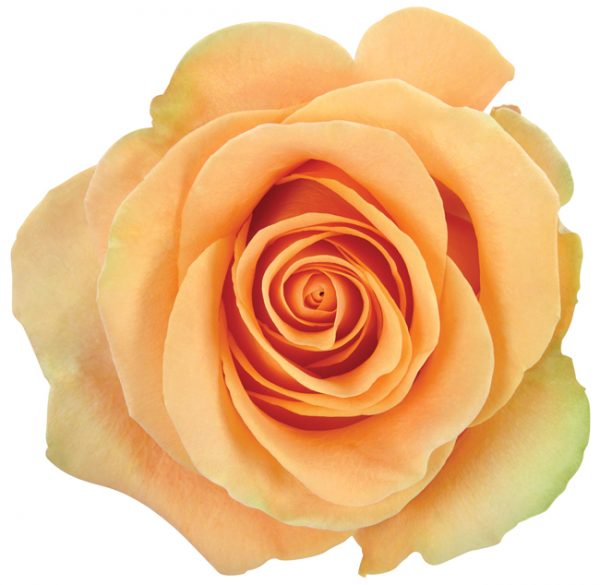Rose Peach Cumbia