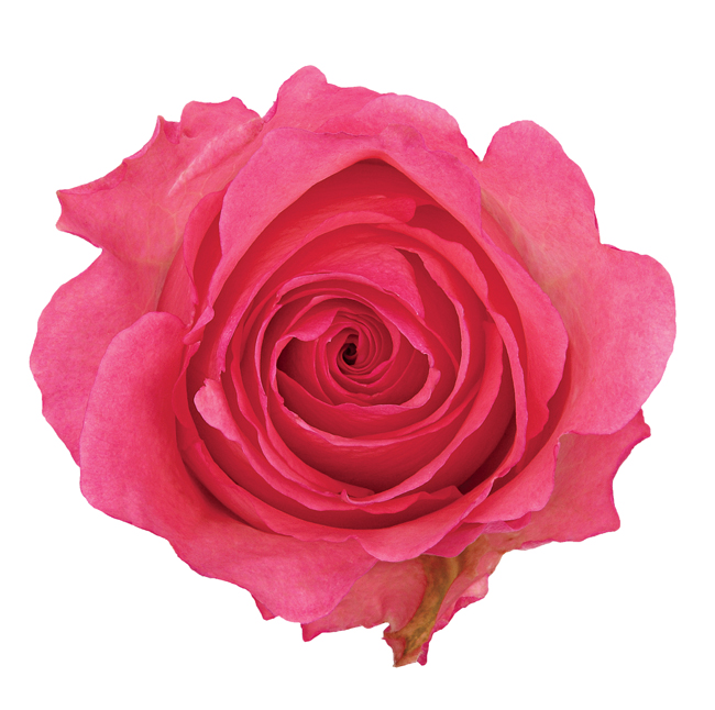 Rose Hot Pink Dekora