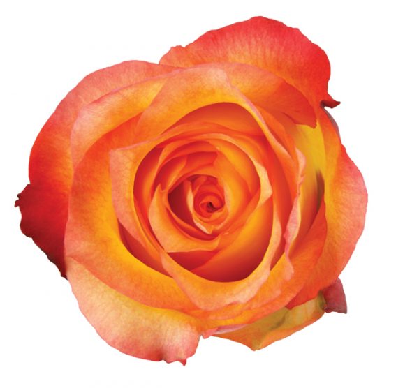 Rose Bi-Color Orange Encanto