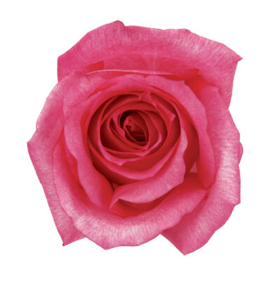Rose Hot Pink Dark Engagement