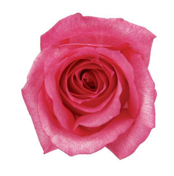 Rose Hot Pink Dark Engagement