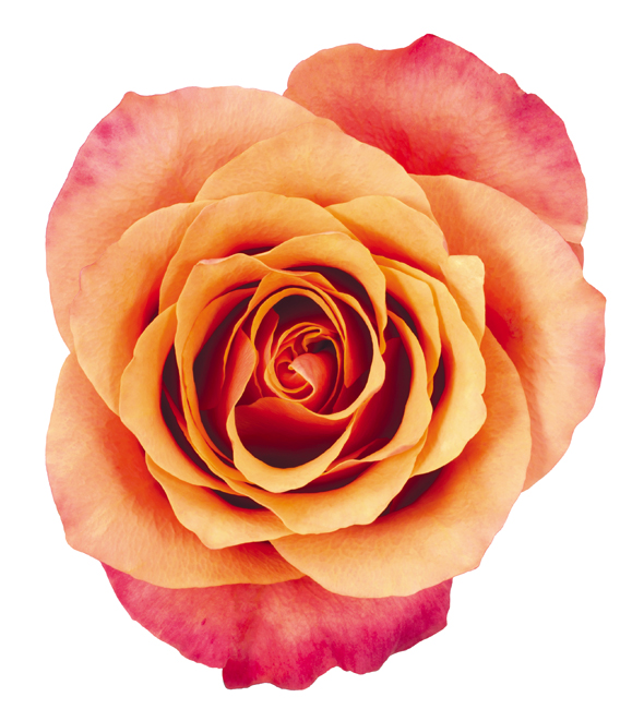 Rose Bi-Color Orange Espana